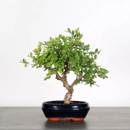 Bonsai Chinese Elm OR-1-2