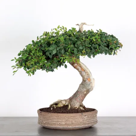 image supplémentaire - CHINESE ELM "Ulmus...