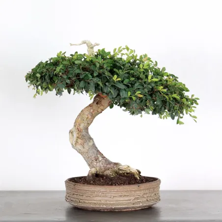 Bonsai Chinese Elm OR-4-3
