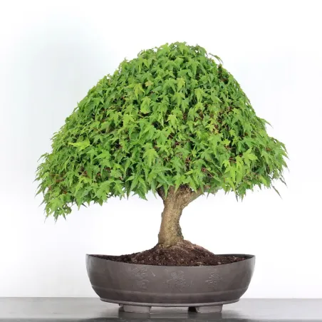 image supplémentaire - Érable "ACER KIYOHIME"1-10