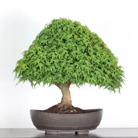 Bonsai Erable Kiyohime AK-1-10