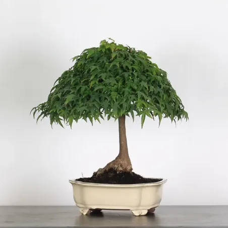 image supplémentaire - Érable "ACER KIYOHIME" 1-1
