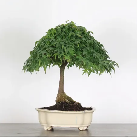 Kiyohime Maple Bonsai AK-1-1