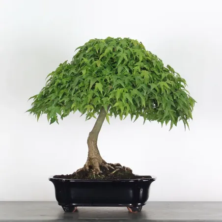 Kiyohime Maple Bonsai AK-1-2