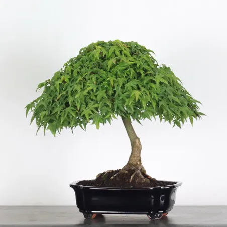 image supplémentaire - Érable "ACER KIYOHIME" 1-2