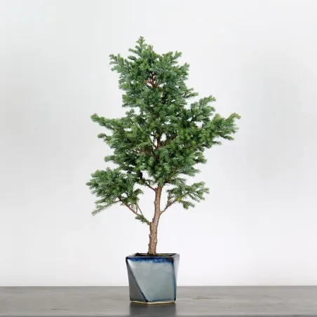 Sawara cypress bonsai 3-3