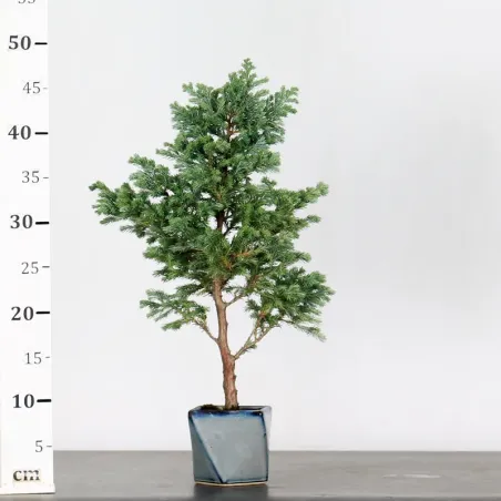 image supplémentaire - Sawara cypress bonsai 3-3