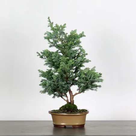 Sawara cypress bonsai 3-5