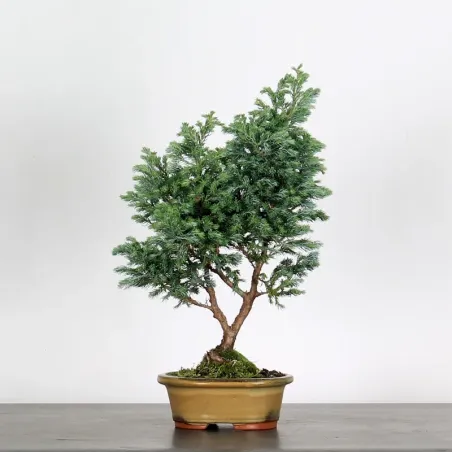 Sawara cypress bonsai 3-9