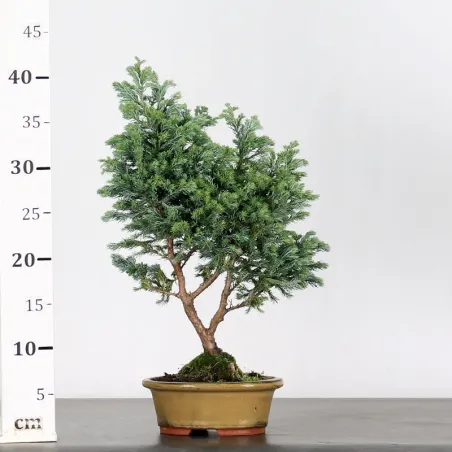 image supplémentaire - Sawara cypress bonsai 3-9