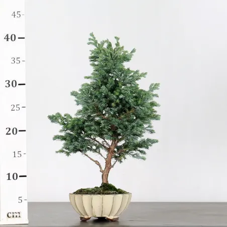 image supplémentaire - Sawara cypress bonsai 3-13