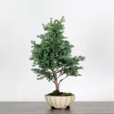 Sawara cypress bonsai 3-13