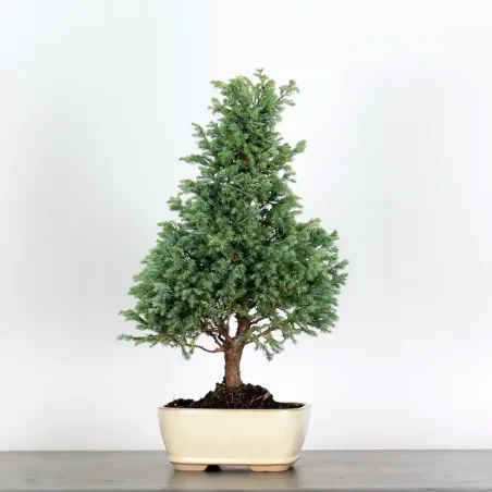 Sawara cypress bonsai 3-24