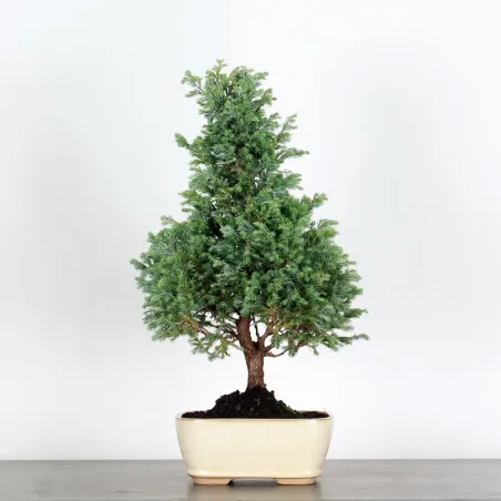 image supplémentaire - Sawara cypress bonsai 3-24