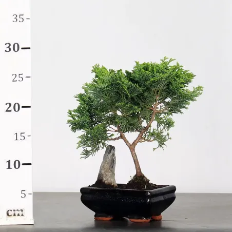 image supplémentaire - FAUX CYPRÈS DU JAPON 1-3