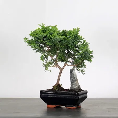 Bonsai Chamaecyparis Nana Gracilis