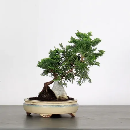 Bonsai Chamaecyparis Nana Gracilis