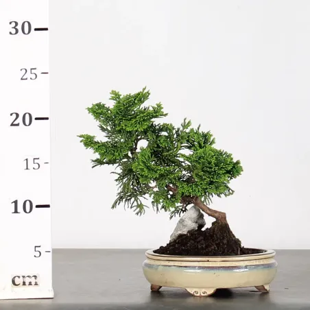 image supplémentaire - JAPANESE CYPRESS with rock 1-4