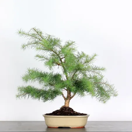 image supplémentaire - Mélèze "Larix decidua" 1-1