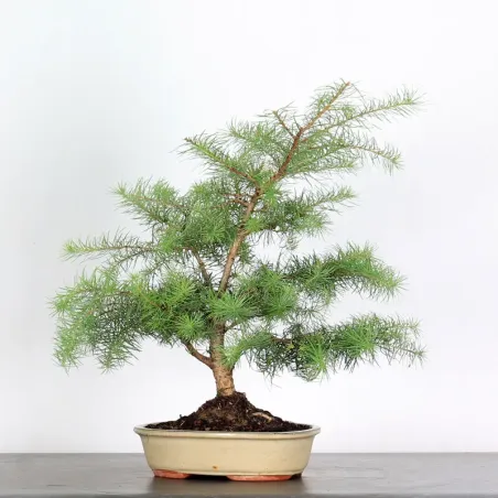 Mélèze "Larix decidua" 1-1