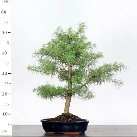 image supplémentaire - Mélèze "Larix decidua" 1-3