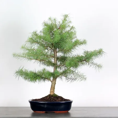 Mélèze "Larix decidua" 1-3