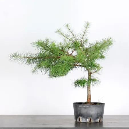 image supplémentaire - prebonsai Mélèze "Larix...