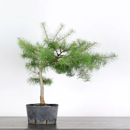 prebonsai Mélèze "Larix decidua" 1-4