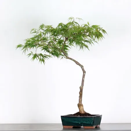 ÉRABLE DU JAPON "ACER DISSECTUM RED GARNET" 1-2