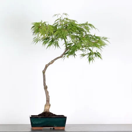 image supplémentaire - ÉRABLE DU JAPON "ACER...