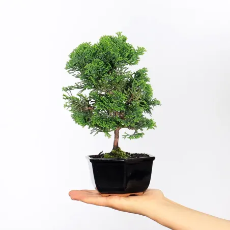 Bonsai Chamaecyparis Nana Gracilis