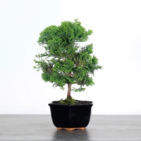 image supplémentaire - JAPANESE CYPRESS 1-9