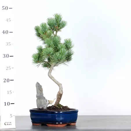 image supplémentaire - JAPANESE WHITE PINE...