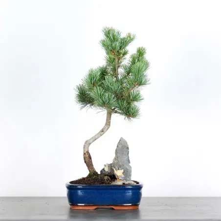 JAPANESE WHITE PINE “PENTAPHYLLA” 1-9