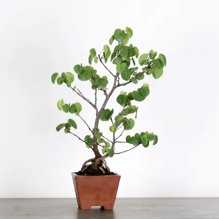 Arbre de Judée “Cercis siliquastrum” 1-1