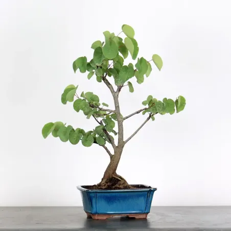 Judas tree “Cercis siliquastrum” 1-2