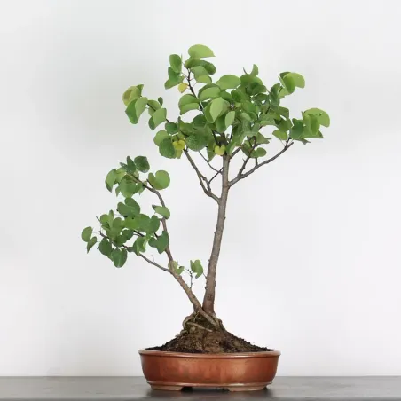 Judas tree “Cercis siliquastrum” 1-3