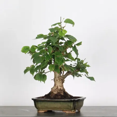 image supplémentaire - BONSAI LINDEN "TILIA" 1-6
