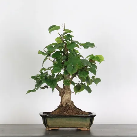 BONSAI LINDEN "TILIA" 1-6