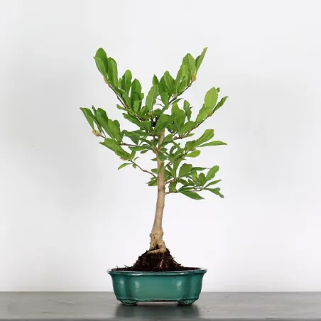 MAGNOLIA STELLATA 3-1