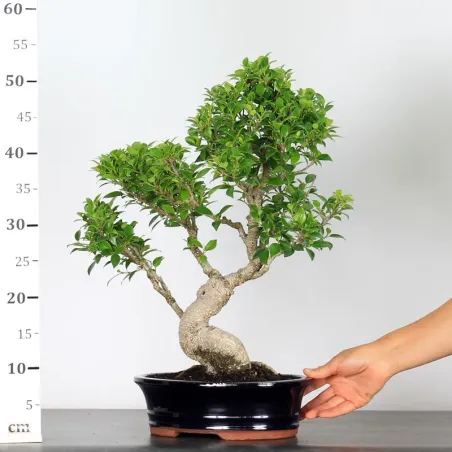image supplémentaire - FICUS NITIDA 1-9