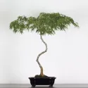 BONSAI ACER DISSECTUM "RED GARNET" 1-4