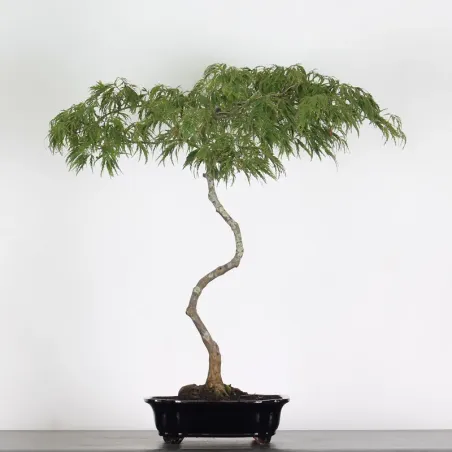 ÉRABLE DU JAPON "ACER DISSECTUM RED GARNET" 1-4