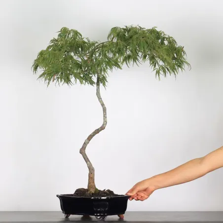 image supplémentaire - ÉRABLE DU JAPON "ACER...