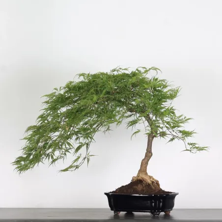 image supplémentaire - ÉRABLE DU JAPON "ACER...
