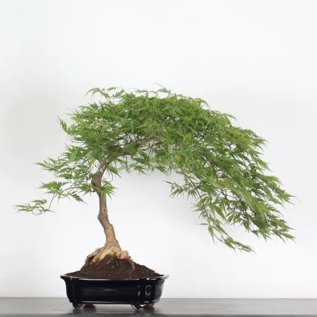ÉRABLE DU JAPON "ACER DISSECTUM RED GARNET" 1-6