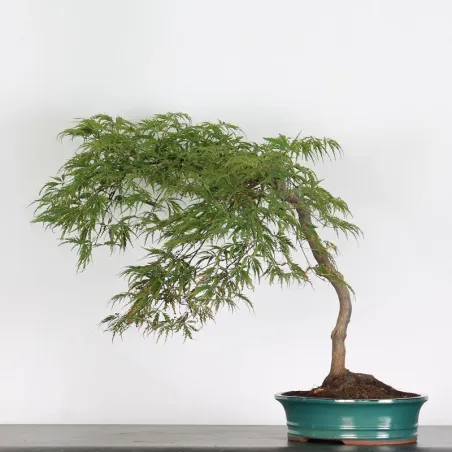 ÉRABLE DU JAPON "ACER DISSECTUM RED GARNET" 1-10