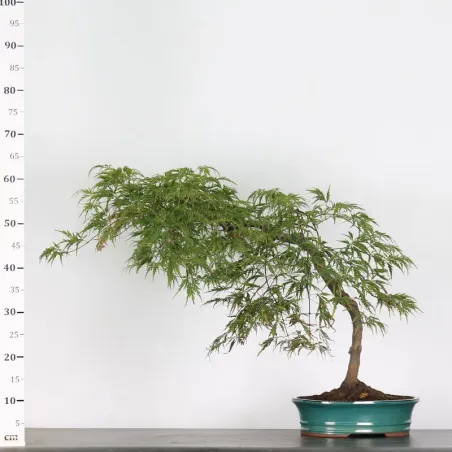 image supplémentaire - ÉRABLE DU JAPON "ACER...