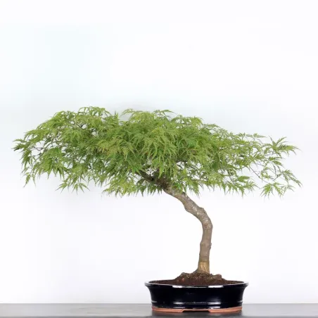 ÉRABLE DU JAPON "ACER DISSECTUM RED GARNET" 1-11