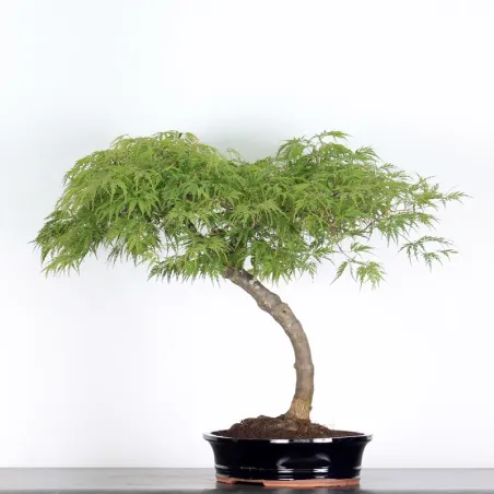 image supplémentaire - ÉRABLE DU JAPON "ACER...
